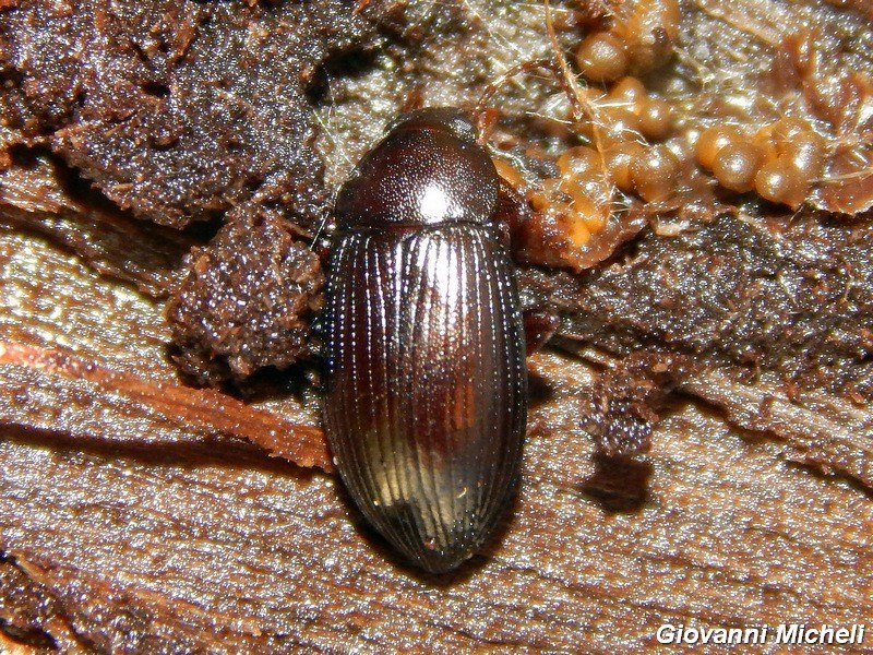 Coleottero da ID2: Nalassus sp., Tenebrionidae